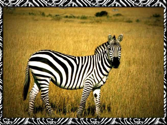 zebra.jpg