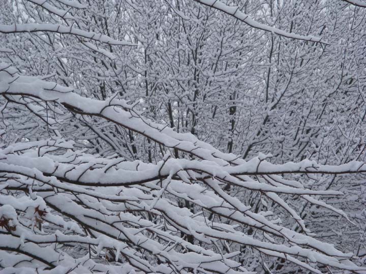 1-7-2011 branches.jpg