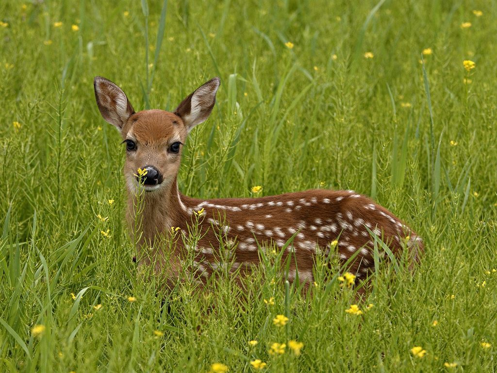 Male Whitetail.jpg